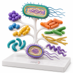 Bacterial Families Model